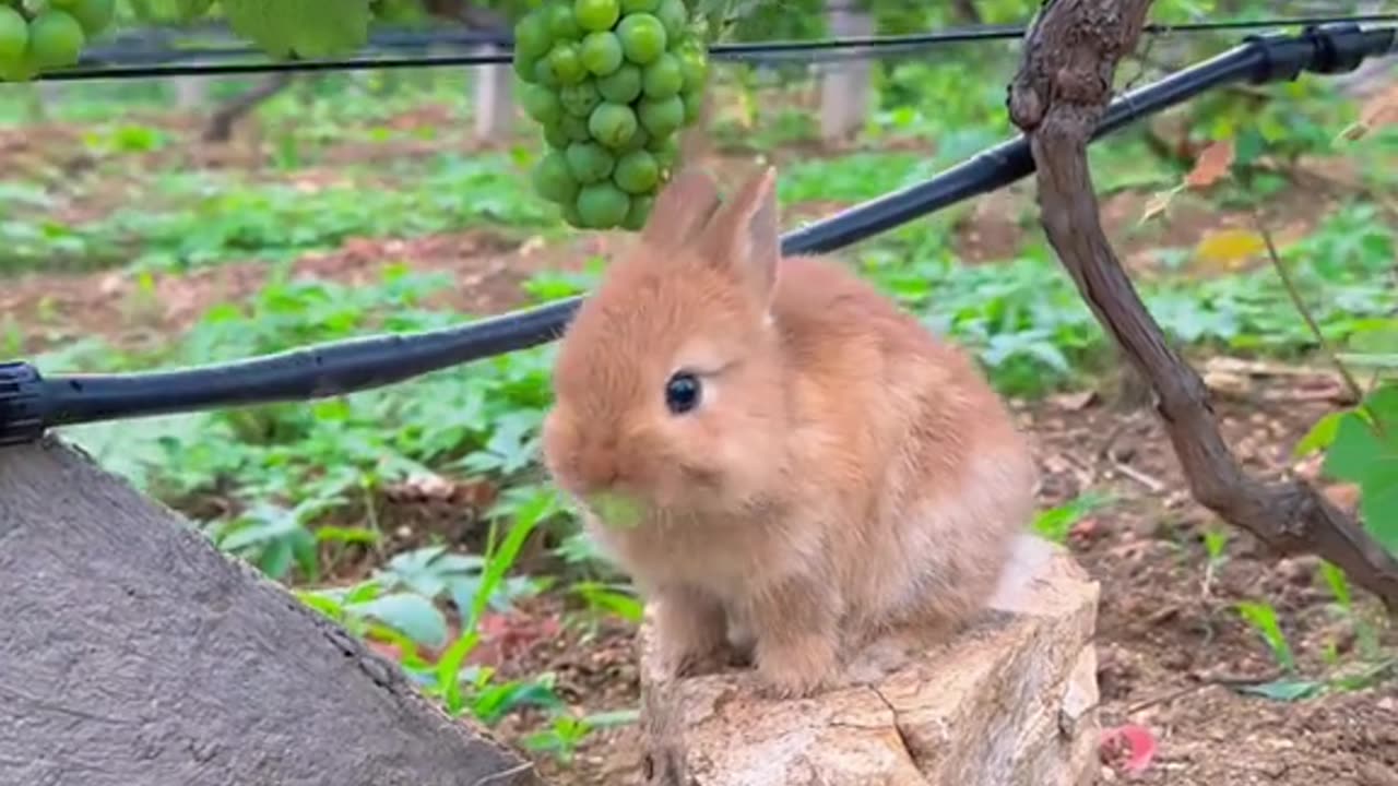 beauty of nature animal world