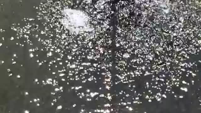 Manatee Drinks From Hose