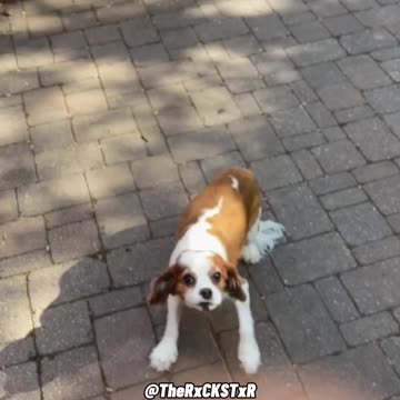 Dog was not going to the vex! 🤣😂🤣