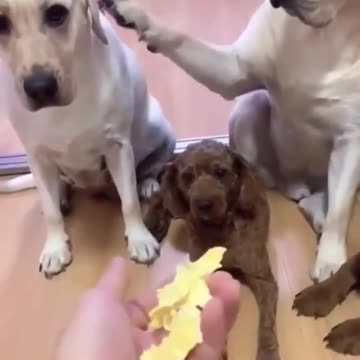 Dog: Don't rat on me