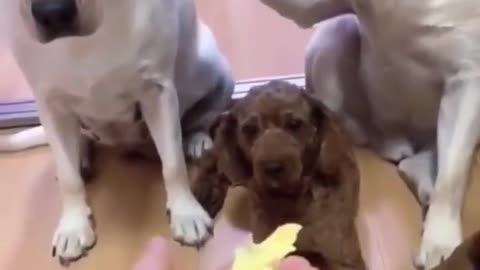 Dog: Don't rat on me