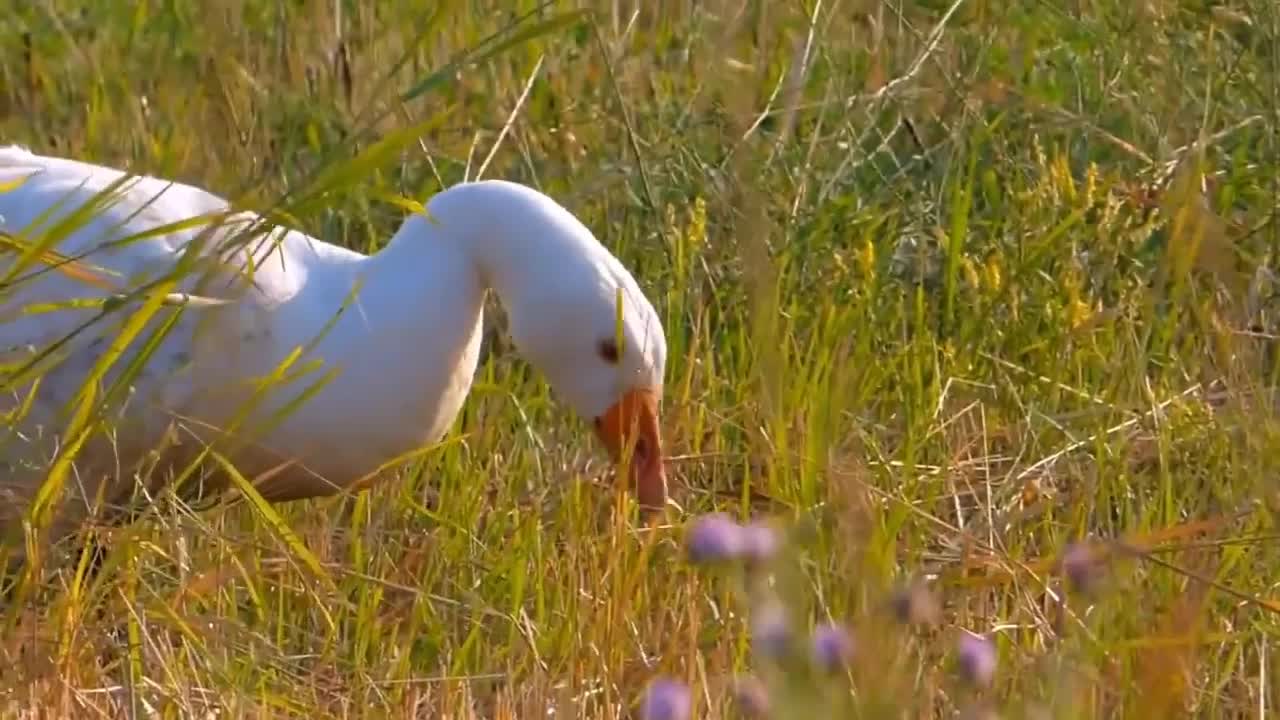 American Pekin Duck