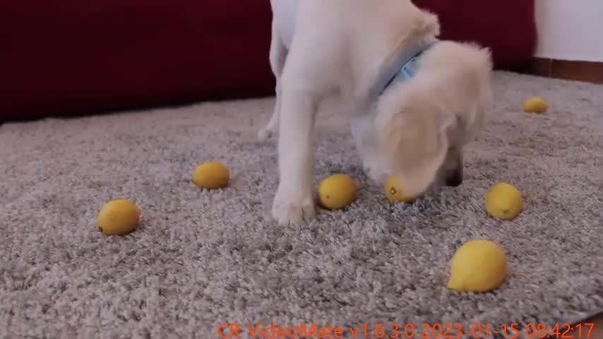 Golden Retriever Puppy Sees and Tastes Lemon for the First Time!