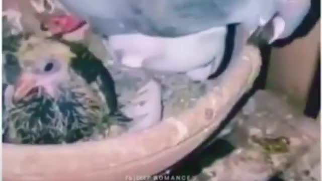 A few second Video make you cry