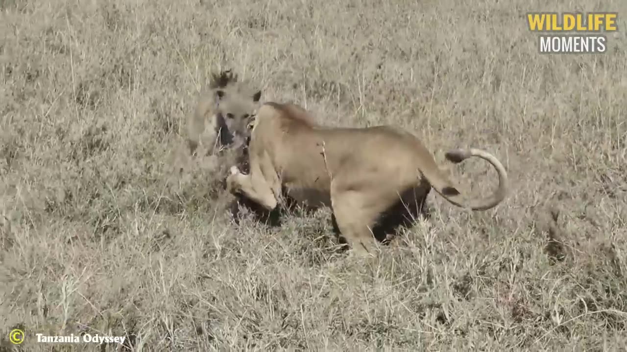 Hynias killed lion