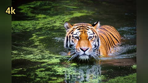 wild and the animals