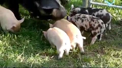 Mamma Pig Shows Baby How To Fly