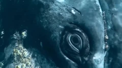 The soulful eye of a gray whale