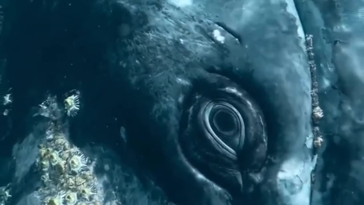 The soulful eye of a gray whale