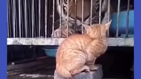try not to laugh 😂