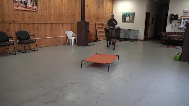 Teach your dog to go to their bed ON COMMAND - Easy dog training