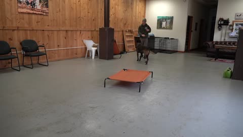 Teach your dog to go to their bed ON COMMAND - Easy dog training
