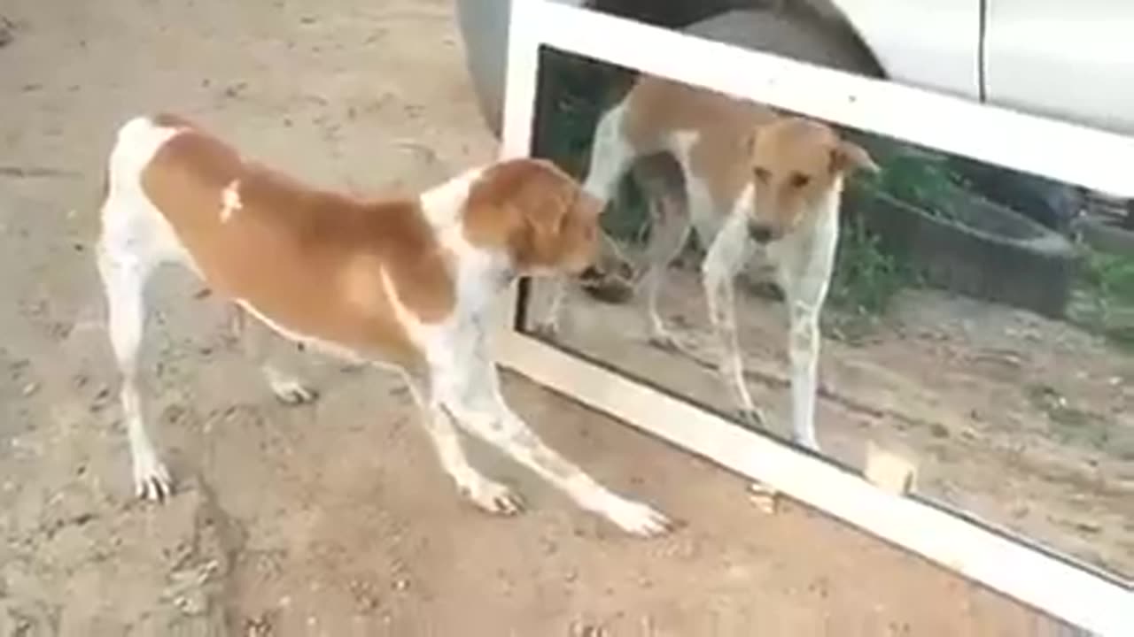 Dog vs mirror