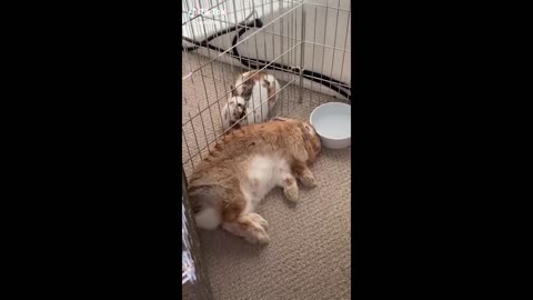 Funny Animal Videos that Make Me Burst Into Tears Laughing 😂 (CUTE)