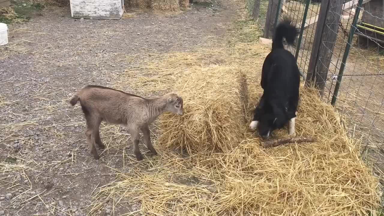 Baby goat tries her best to impress Border Collie