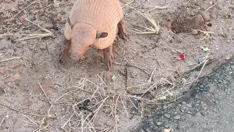 Man Gives Thirsty Armadillo a Drink