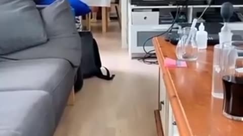 Some funny animals clips 😂😂😂😂 enjoy