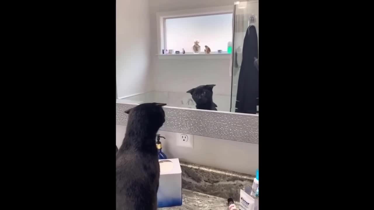 Kitten Looking in the Mirror