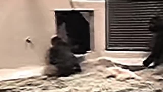 This orangutan has a really cool way of showing up