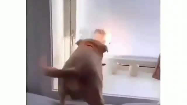 Funny dogs reaction