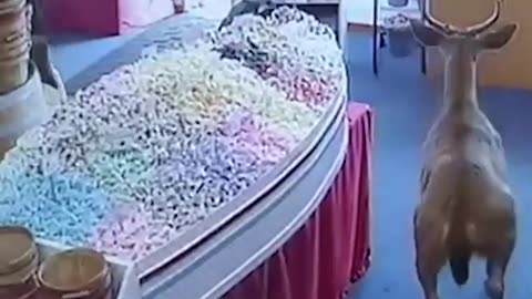 Security camera footage captured the moment a deer decided to visit a neighborhood candy store