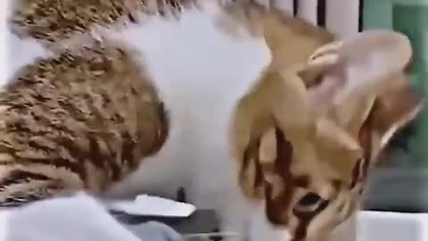 Funny action with animals