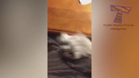 Cats are super funny creatures that make us laugh - Funny cat & kitten compilation