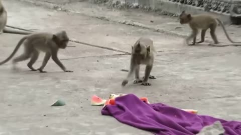 Prank video