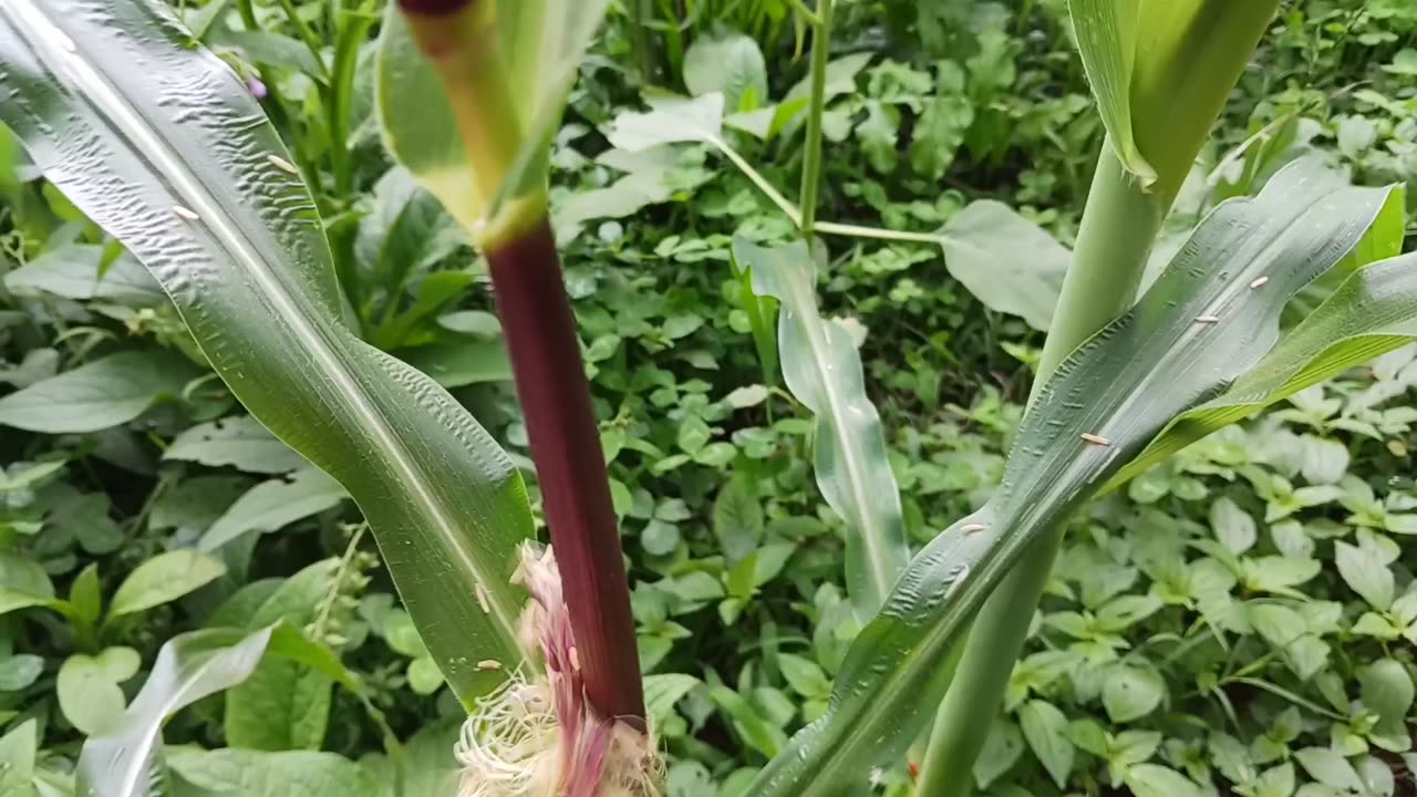 1/3 acre urban food system