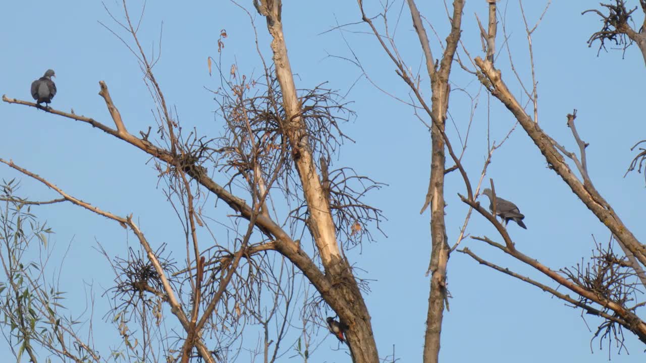 Common Wood Pigeon couple on old tree | Relaxing Nature 4K Birds