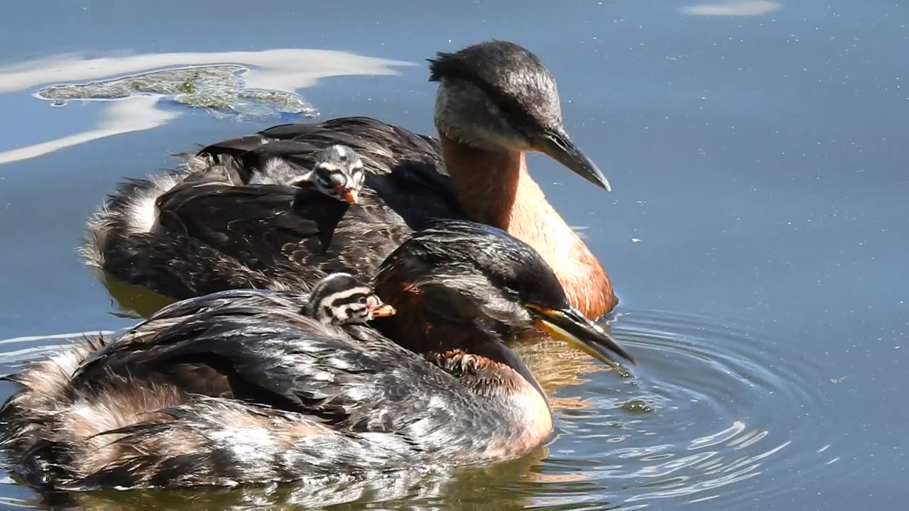 Grebes Tend to Their Young