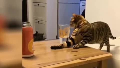 Funny cats Try not to laugh