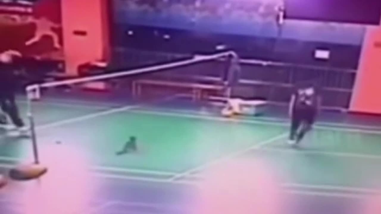 Badminton cat