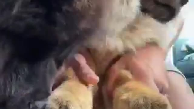 Learn How To Start PUPPY PLAYING DRUMS