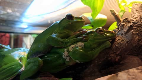 Frog - 61083