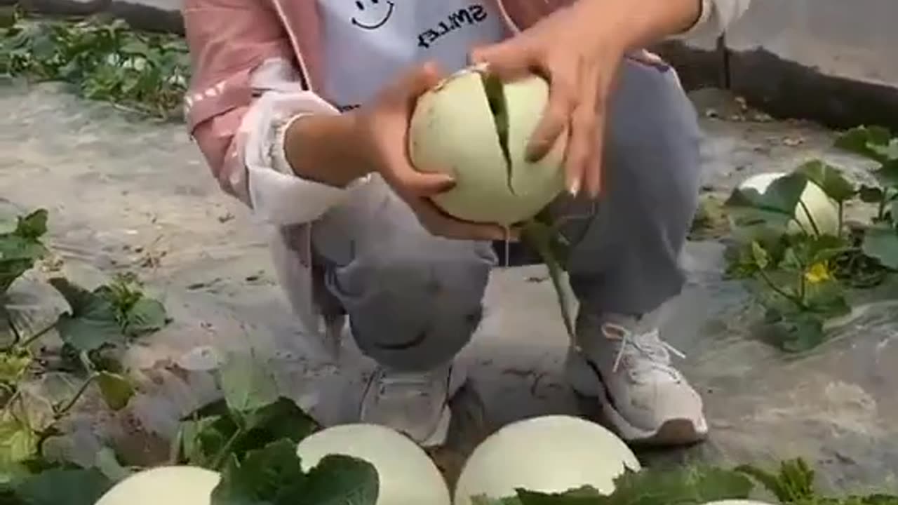 Melon farm 😍