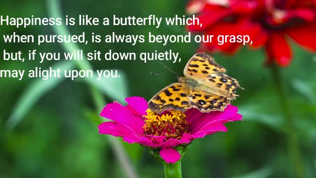 Butterflies