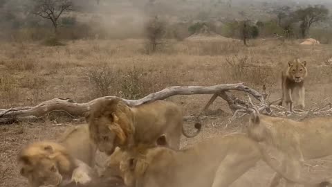 - 5 Lions Ambush One Hyena