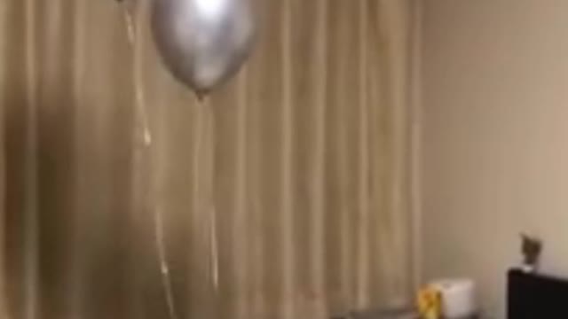 Cat Reaction to Playing Balloon