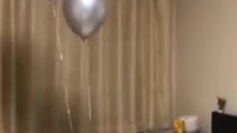 Cat Reaction to Playing Balloon