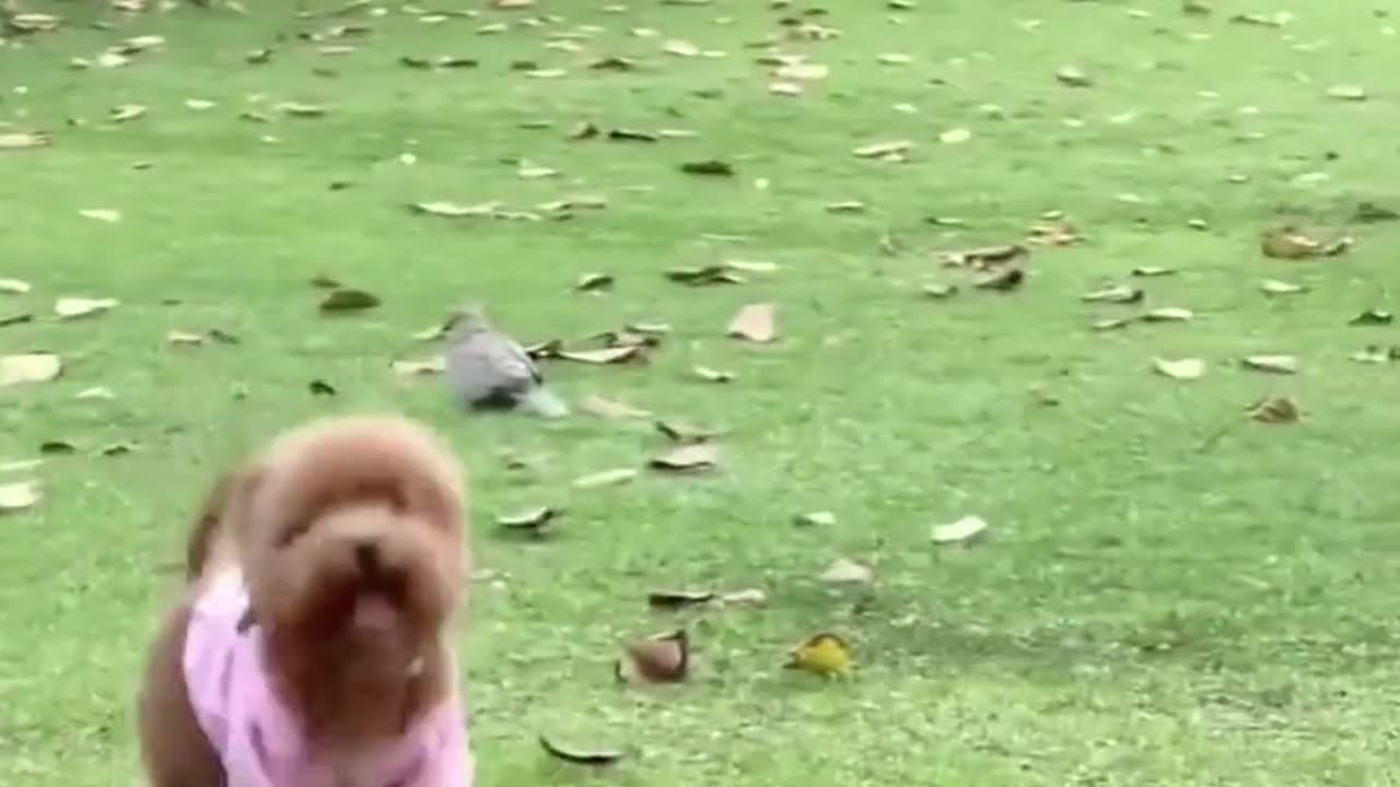 Funny animals Issue 1