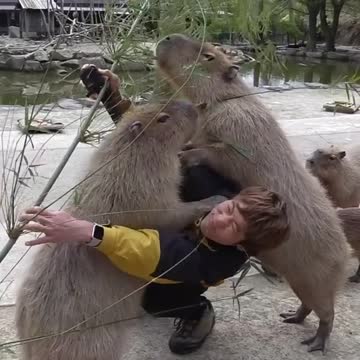 Largest Rodents in the WORLD - Capybara