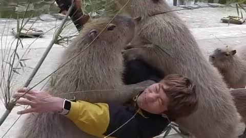 Largest Rodents in the WORLD - Capybara