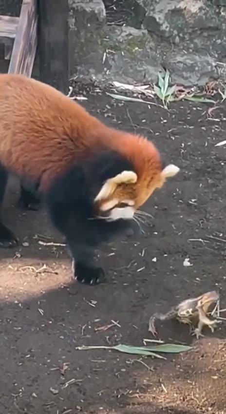 Always look bigger than you are 🤣🤣💪💪