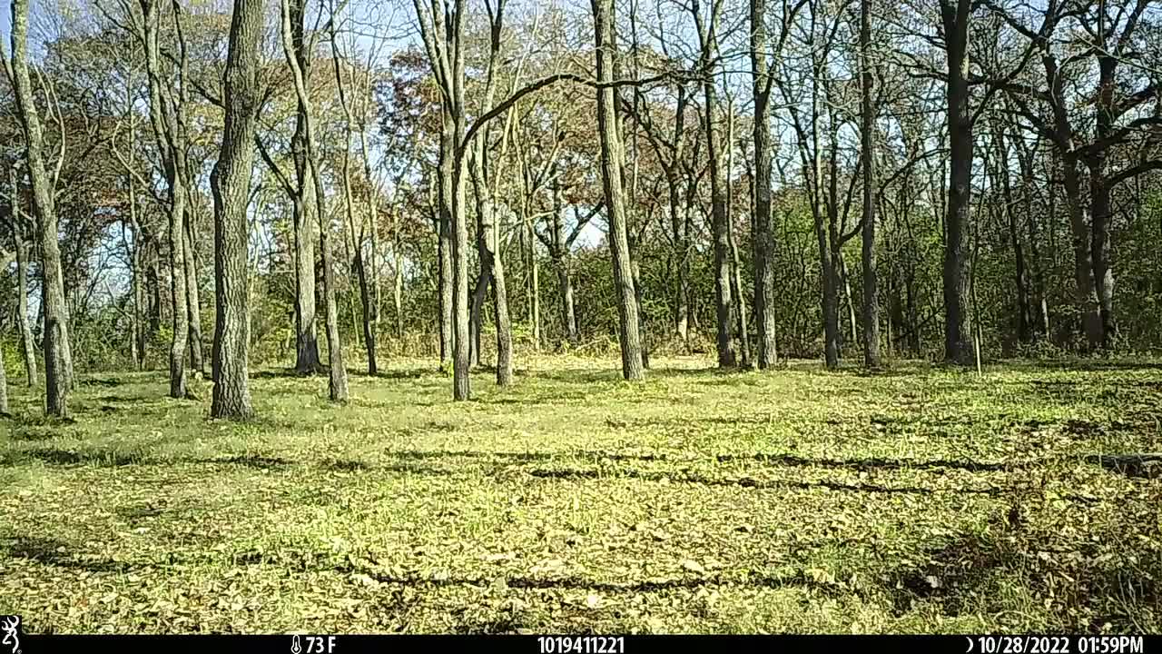 Bucks around hanging branch