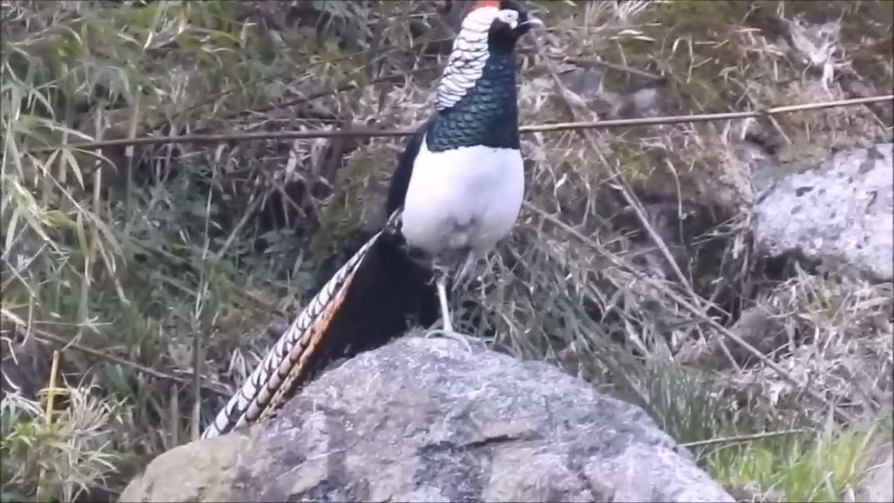 Beautiful Golden Pheasants and Wading Birds