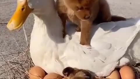 Animals are man's close friends