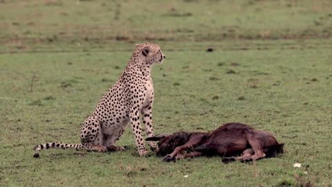 Amazing Wild life cheetah video 🐆