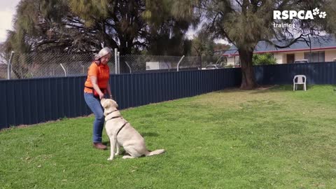 Dog training