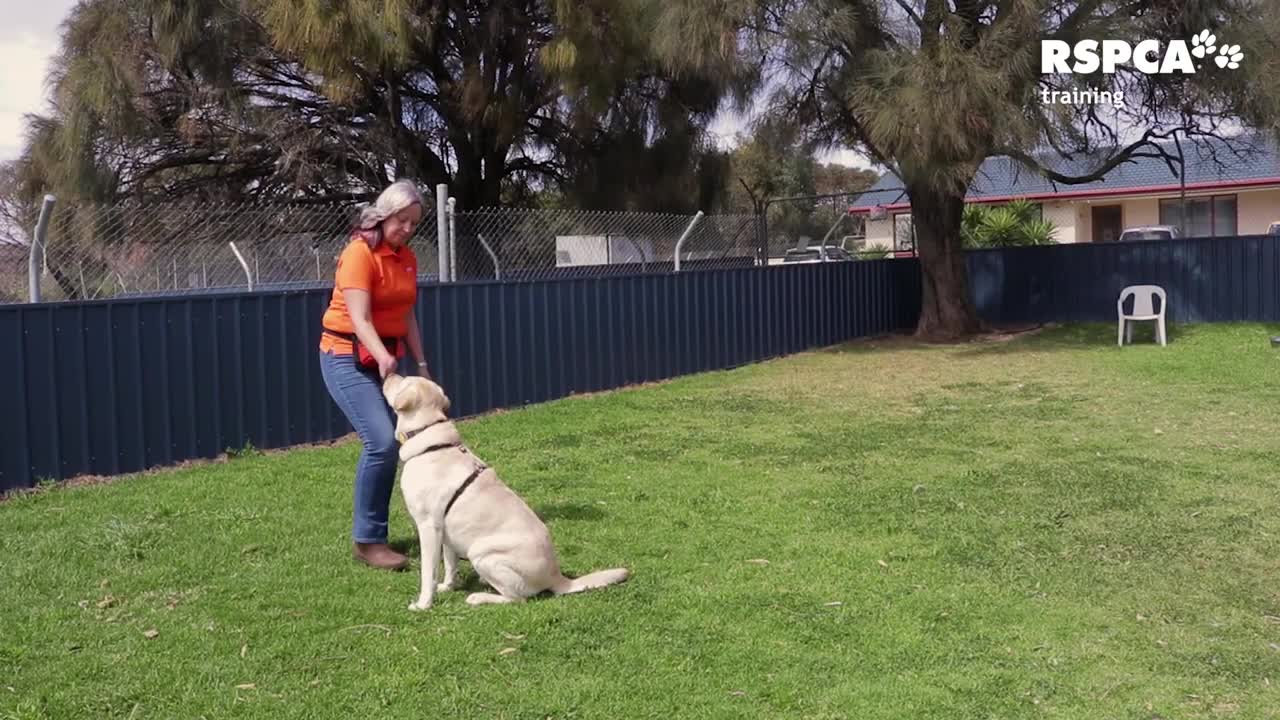 Dog training